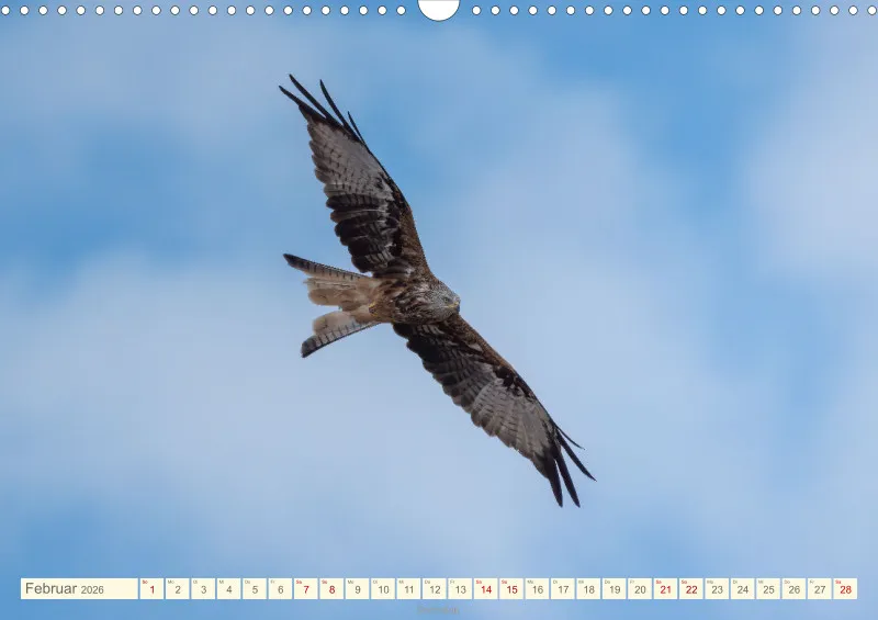 Vögel II