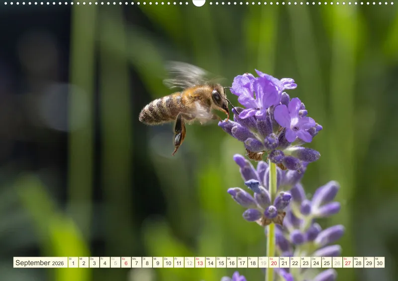 Bienen/Hummeln