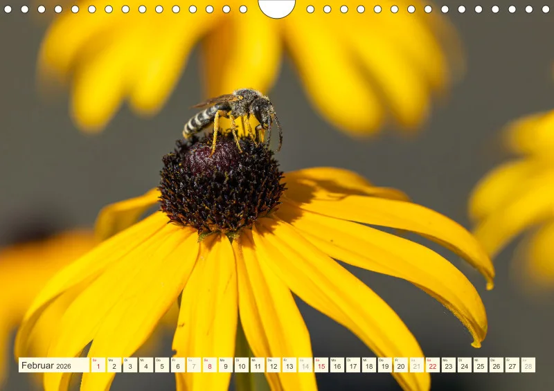 Bienen/Hummeln