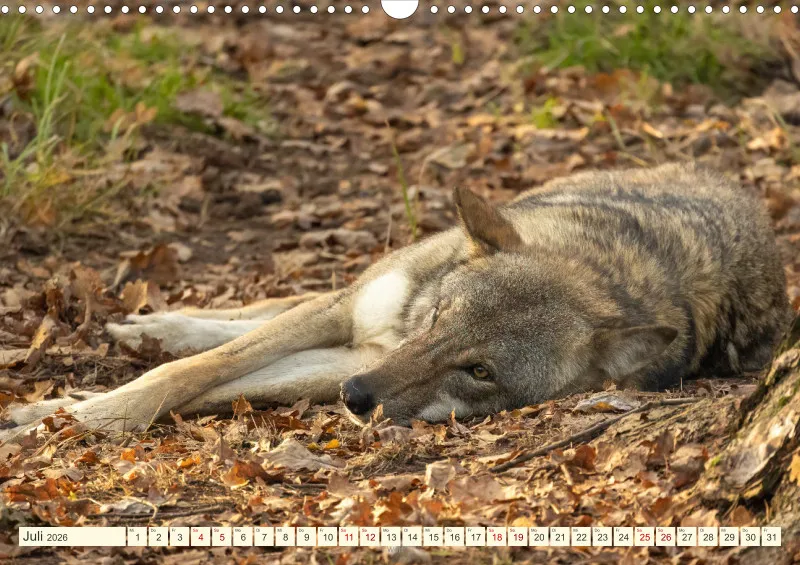 Wildtiere