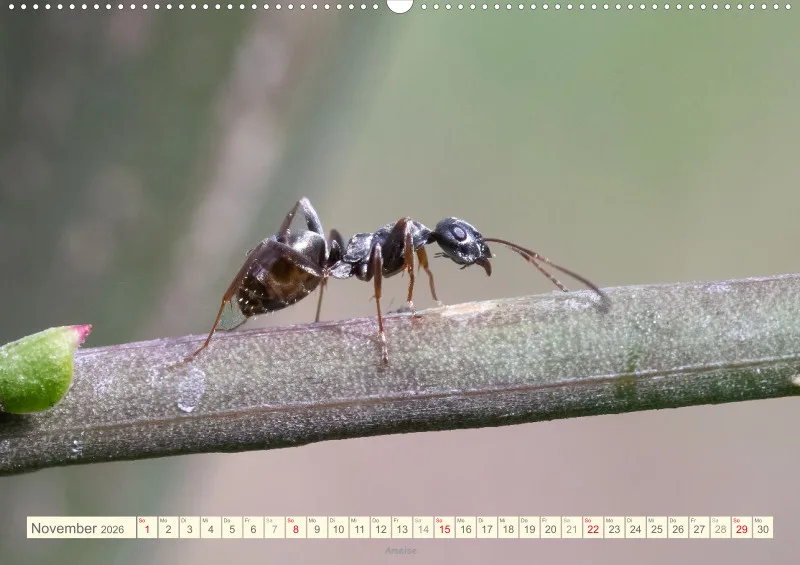 Insekten