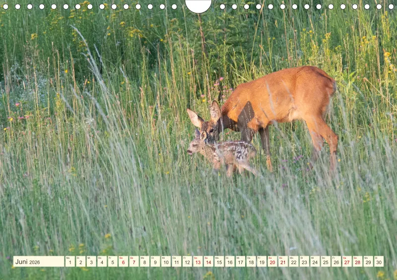 Wildtiere