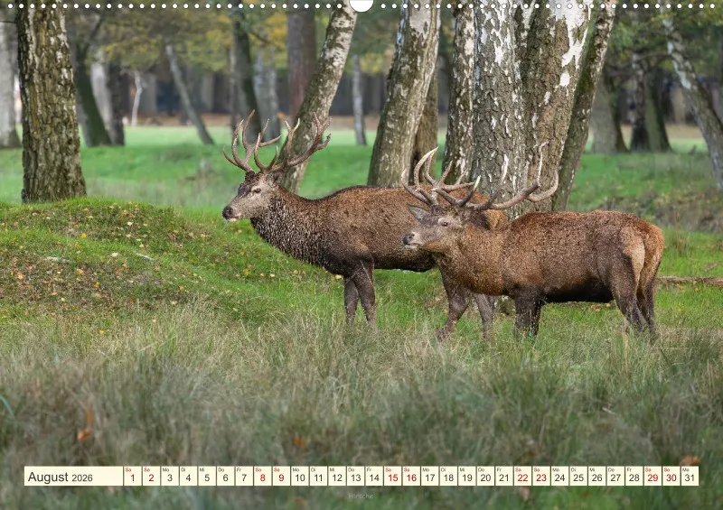 Wildtiere