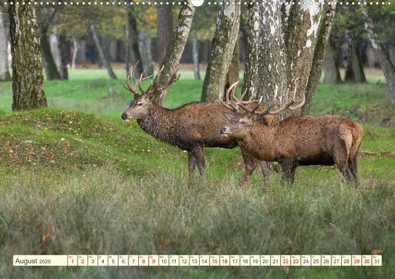 Wildtiere