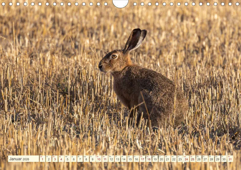 Wildtiere