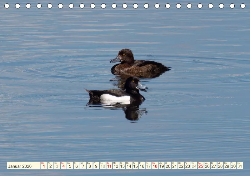 Vögel am Wasser