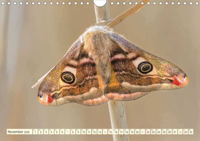 Schmetterlinge