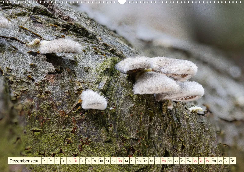 Pilze
