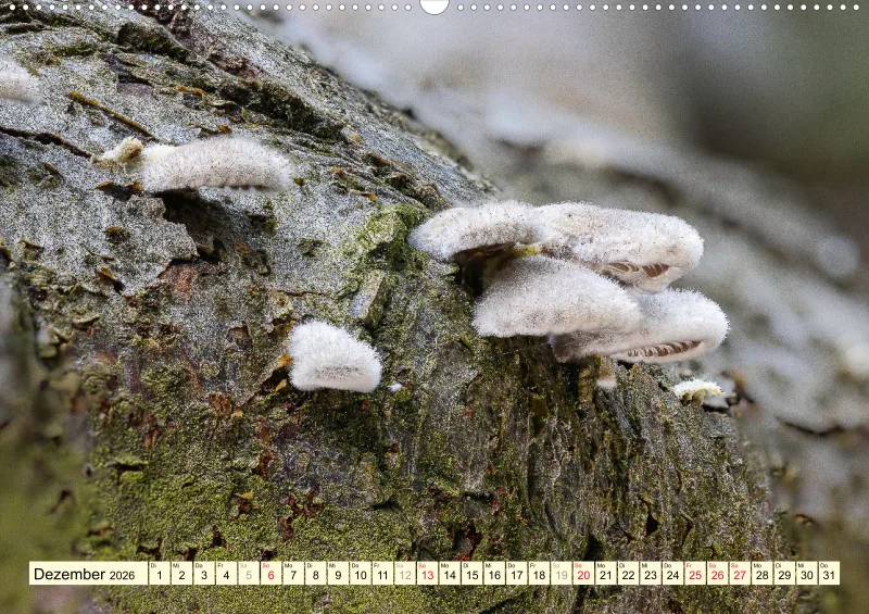 Pilze