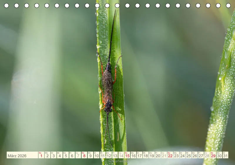 Insekten