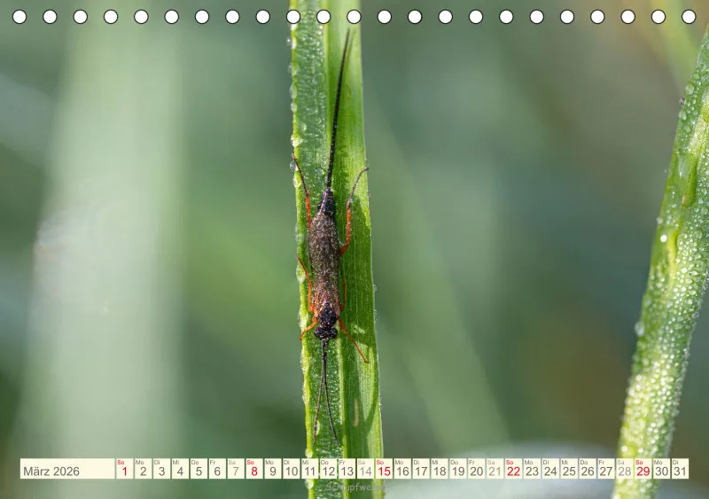 Insekten