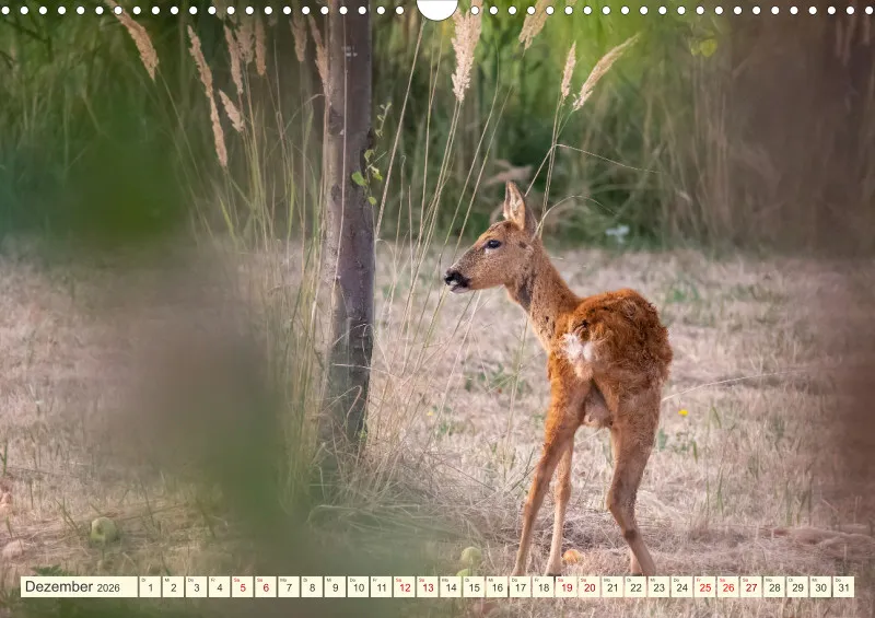 Wildtiere
