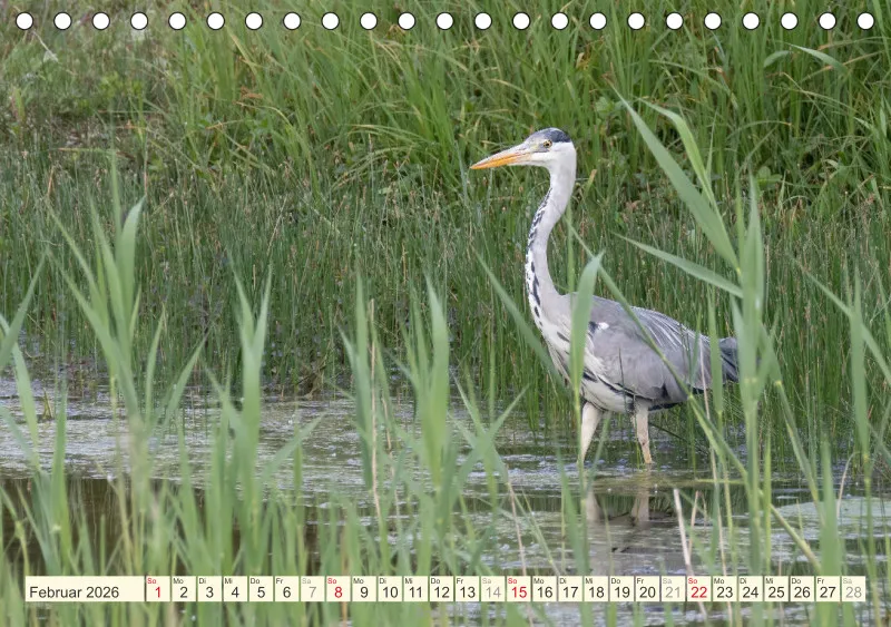 Vögel am Wasser