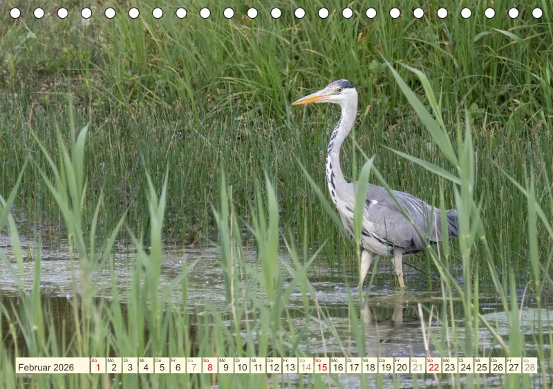 Vögel am Wasser