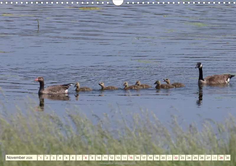 Vögel am Wasser