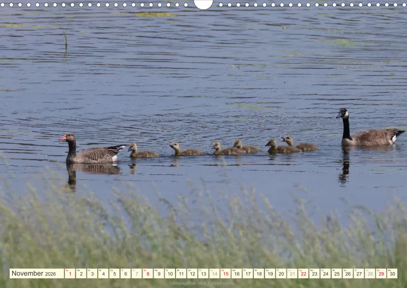 Vögel am Wasser