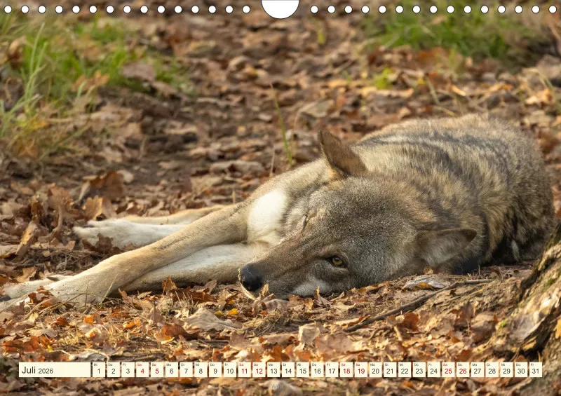 Wildtiere
