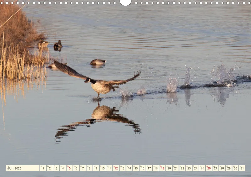 Vögel am Wasser