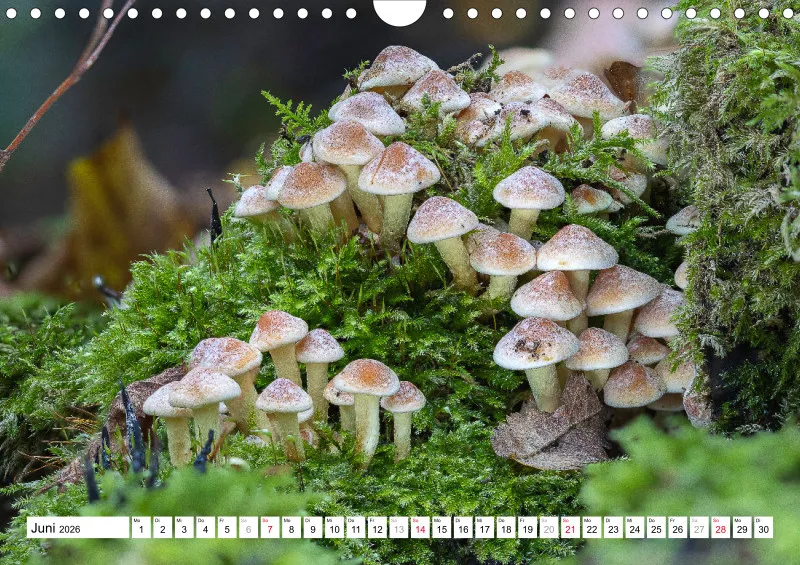 Pilze