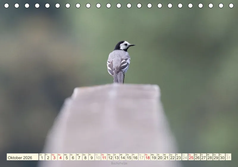 Vögel I