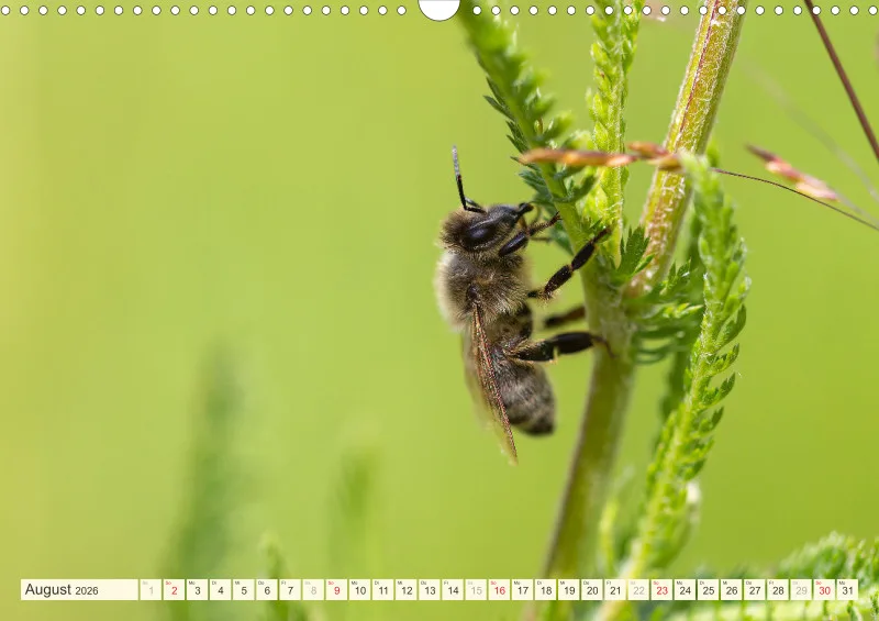 Bienen/Hummeln