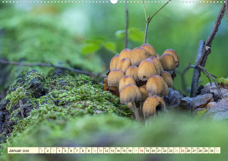 Pilze