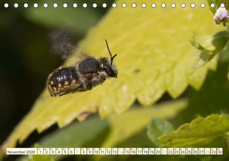 Bienen/Hummeln