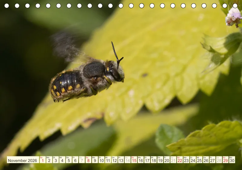 Bienen/Hummeln