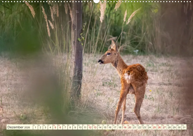 Wildtiere