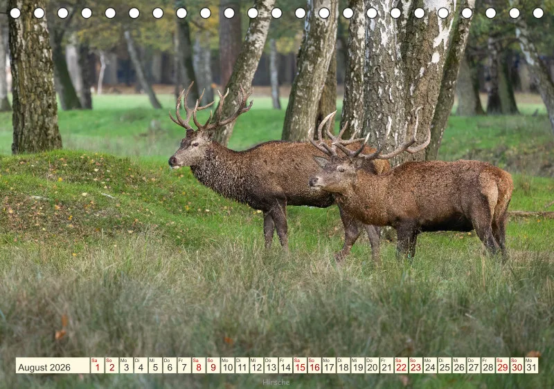 Wildtiere
