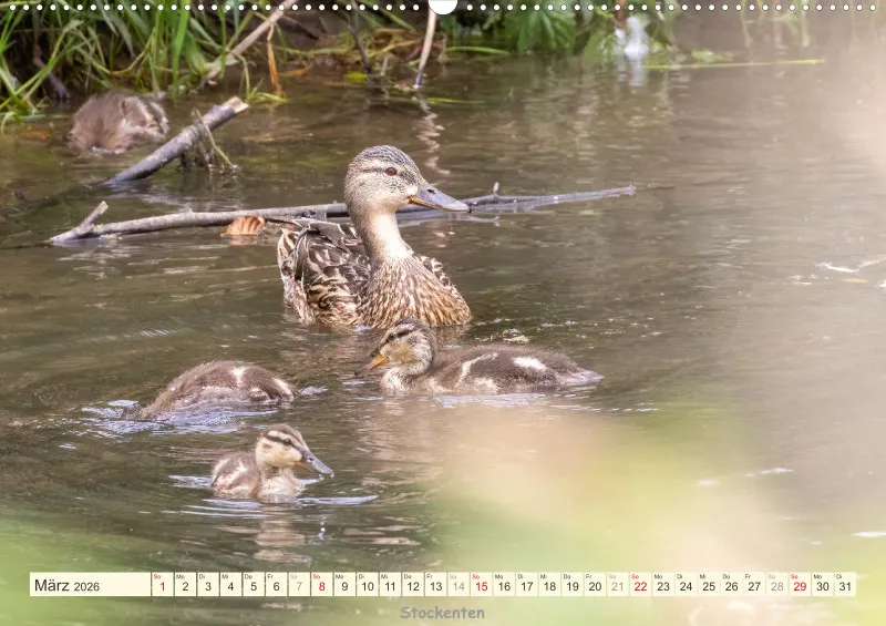 Vögel am Wasser