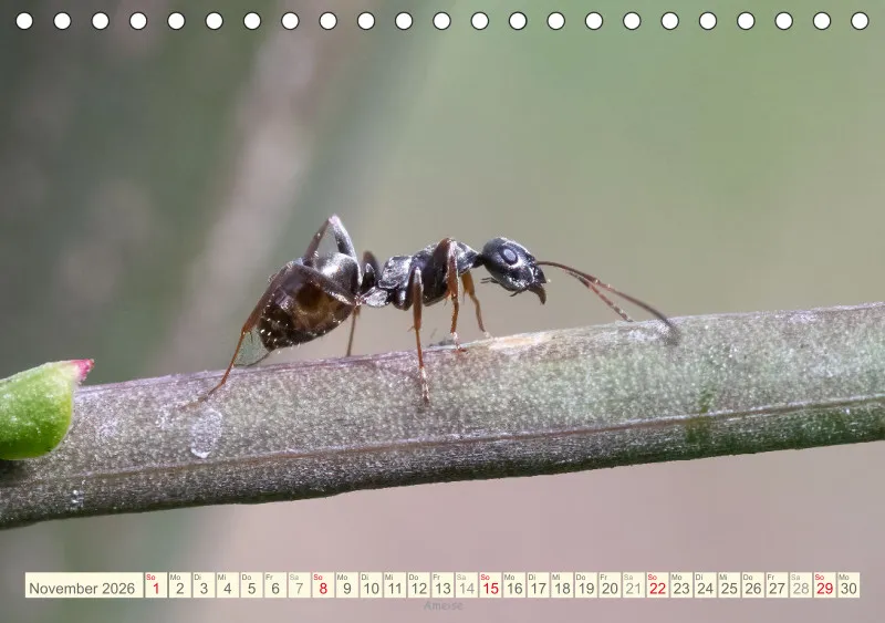 Insekten