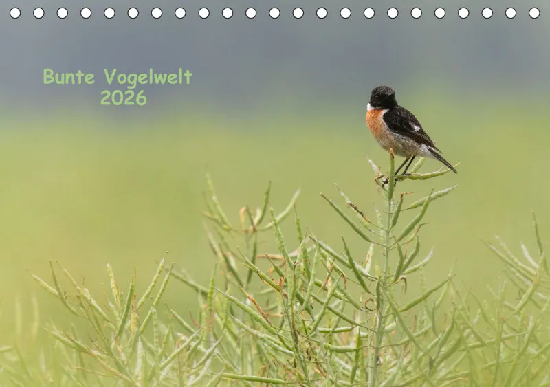 Vögel I