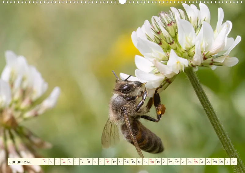 Bienen/Hummeln
