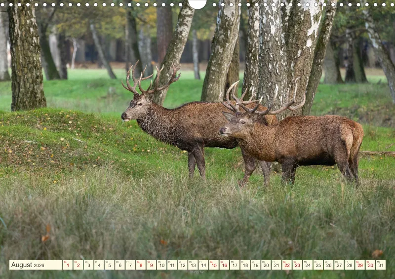 Wildtiere