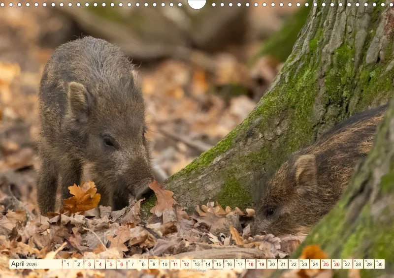 Wildtiere