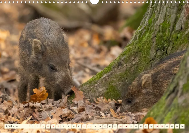 Wildtiere