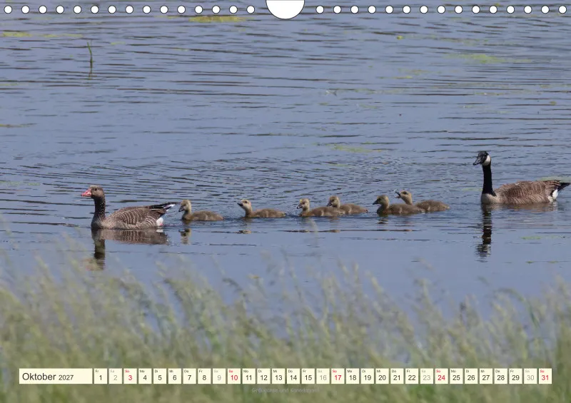 Vögel am Wasser