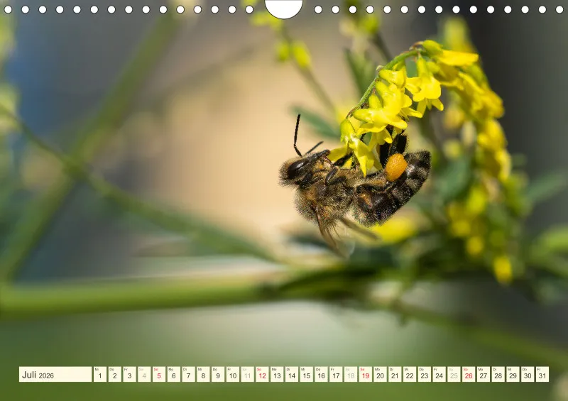 Bienen/Hummeln