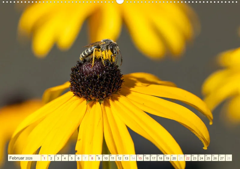Bienen/Hummeln
