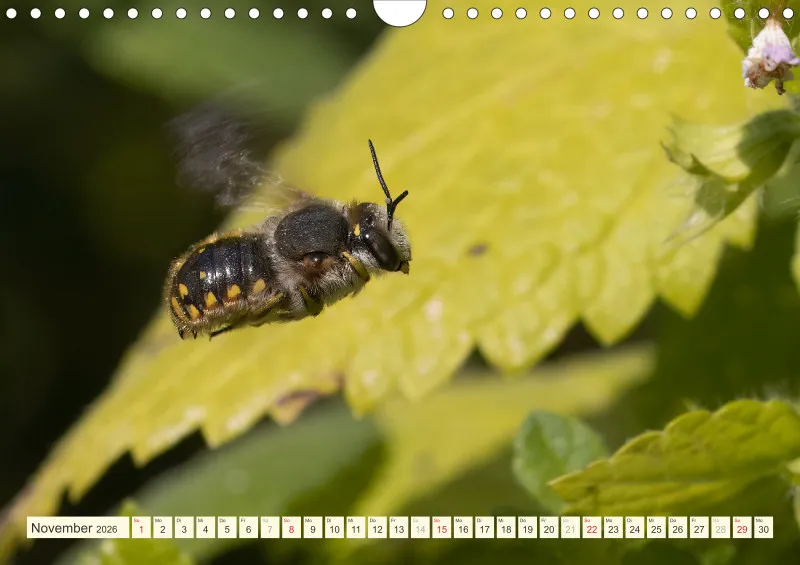Bienen/Hummeln