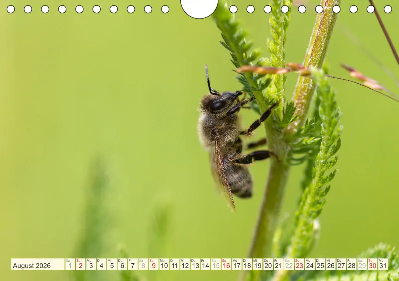 Bienen/Hummeln