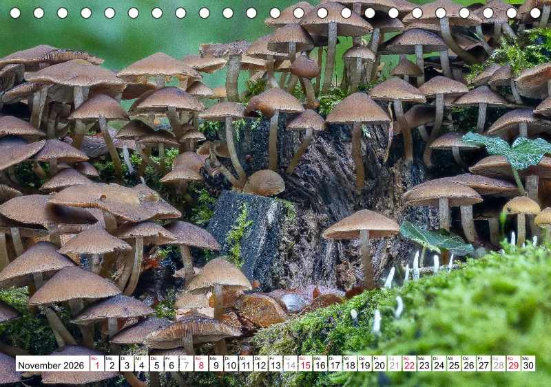 Pilze