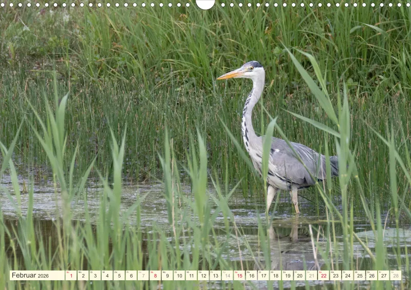Vögel am Wasser