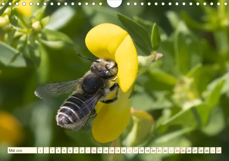 Bienen/Hummeln