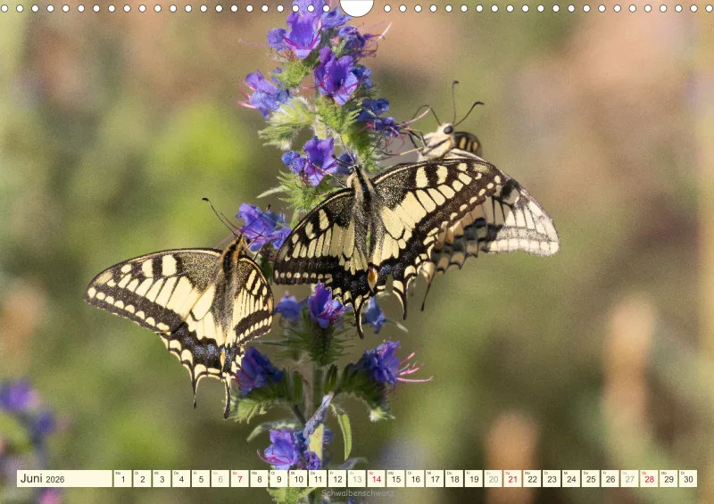 Schmetterlinge