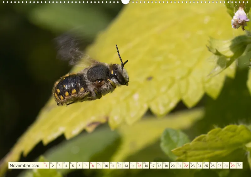 Bienen/Hummeln