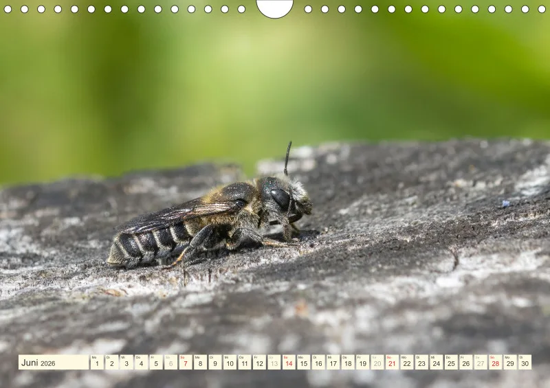 Bienen/Hummeln