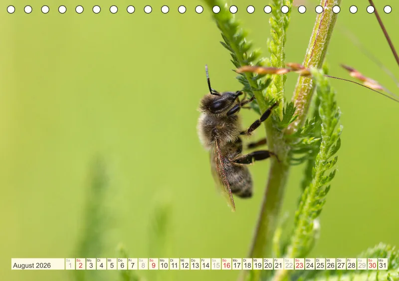 Bienen/Hummeln