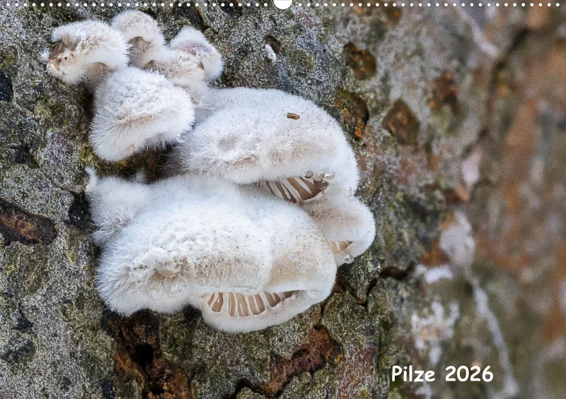Pilze